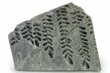 Carboniferous Fossil Fern (Neuropteris) Plate - France #338465-1